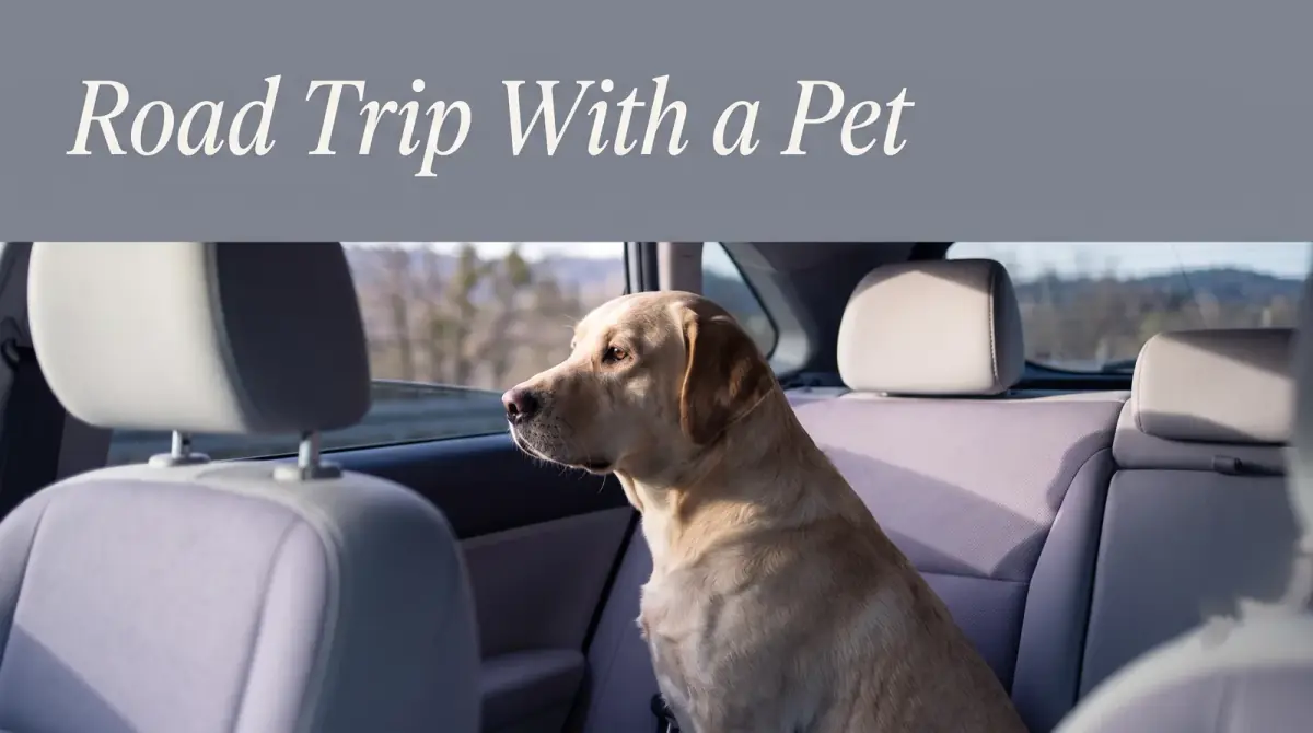 a calm dog sitting in a car back seat looking out the window